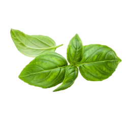 Genovese