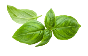 Genovese