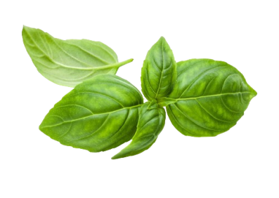 Genovese