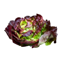 Red Butter Salanova