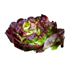 Red Butter Salanova