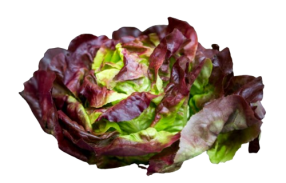 Red Butter Salanova