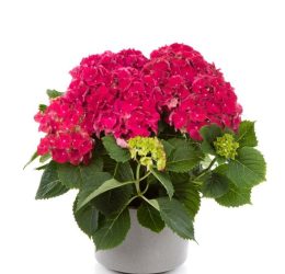 Hydrangea macrophylla ‘Endless Summer’