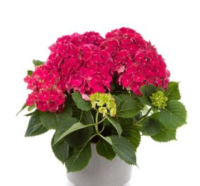 Hydrangea macrophylla ‘Endless Summer’