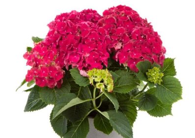 Hydrangea macrophylla ‘Endless Summer’