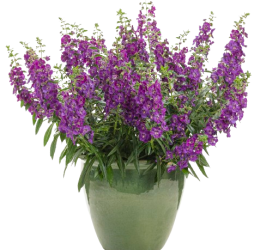 Angelface hybrid