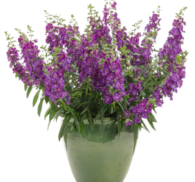 Angelface hybrid