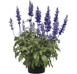 Salvia far Velocity Blue