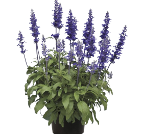 Salvia far Velocity Blue