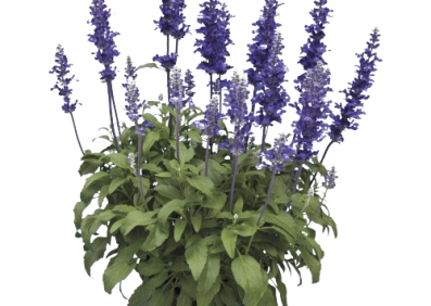 Salvia far Velocity Blue