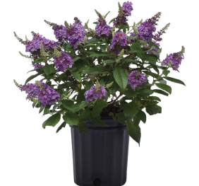 Buddleia Chysalis Blue