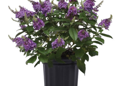 Buddleia Chysalis Blue