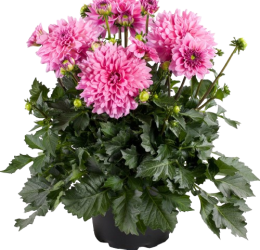 Dahlia Grande Cancun