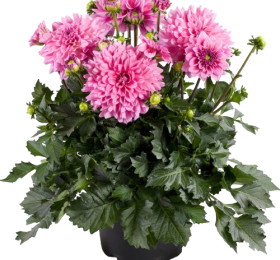 Dahlia Grande Cancun
