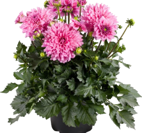 Dahlia Grande Cancun