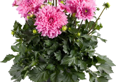 Dahlia Grande Cancun
