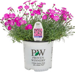 Dianthus Paint the Town Fuchsia