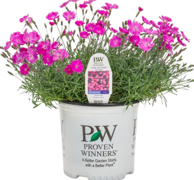 Dianthus Paint the Town Fuchsia