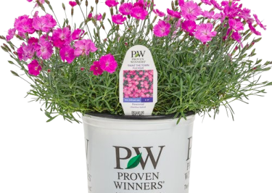 Dianthus Paint the Town Fuchsia