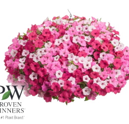 Petunia Hanging Basket