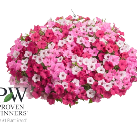 Petunia Hanging Basket