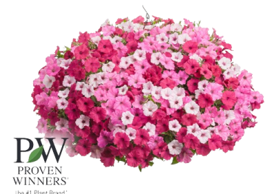 Petunia Hanging Basket