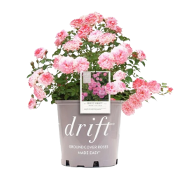 Rosa Sweet Drift Meisweetdom