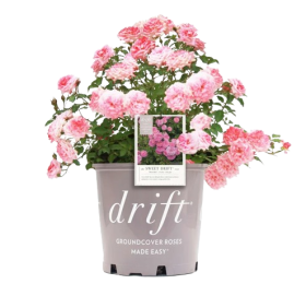 Rosa Sweet Drift Meisweetdom