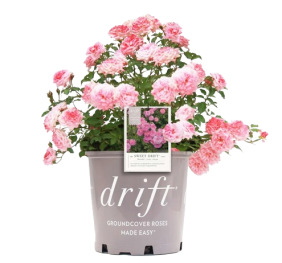 Rosa Sweet Drift Meisweetdom