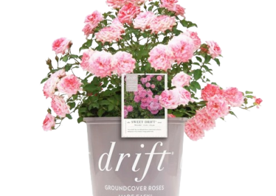 Rosa Sweet Drift Meisweetdom