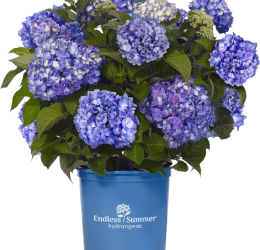 Hydrangea Endless Summer BloomStruck