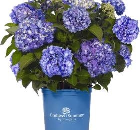Hydrangea Endless Summer BloomStruck