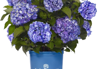 Hydrangea Endless Summer BloomStruck